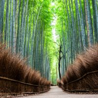 The Attractions of Sagano Bamboo Forest in Arashiyama, Kyoto