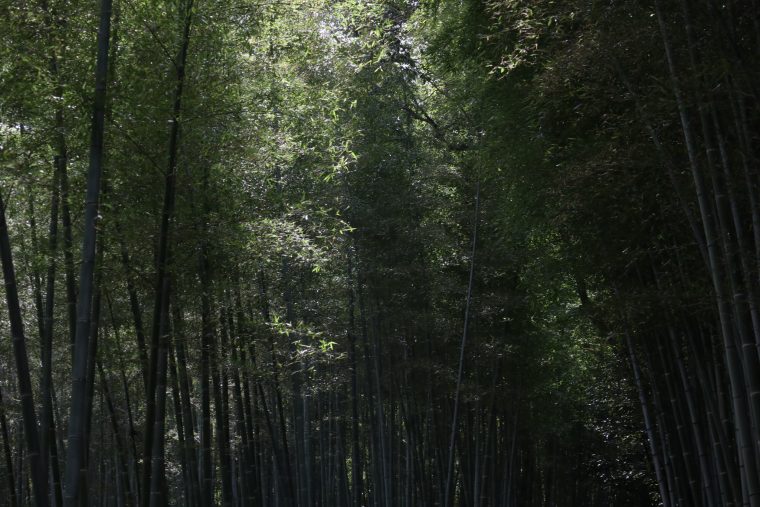 arashiyama bamboo grove visit