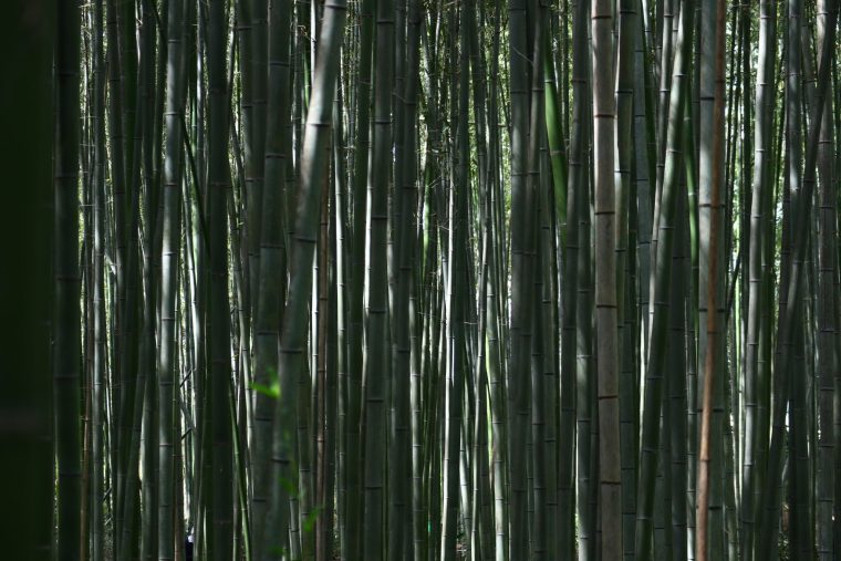 arashiyama bamboo grove visit