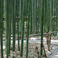 Arashiyama Bamboo Grove: Embracing Nature's Symphony in Kyoto
