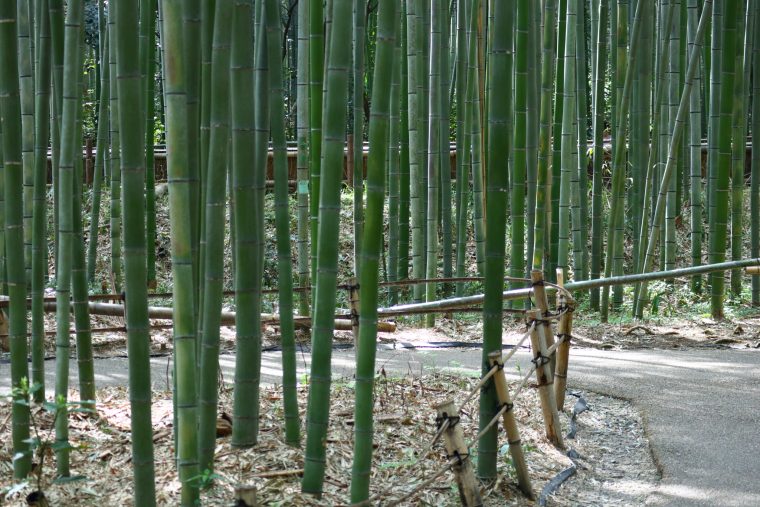 arashiyama bamboo grove visit