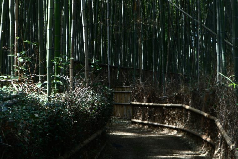 arashiyama bamboo grove visit