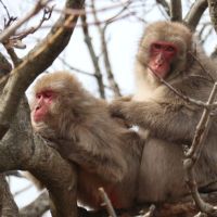 Arashiyama Monkey Park: A Wildlife Oasis in Kyoto's Heart